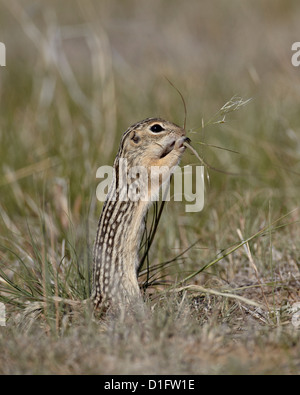 Spermophile rayé (Citellus tridecemlineatus) alimentation, Pawnee National Grassland, Colorado, USA Banque D'Images