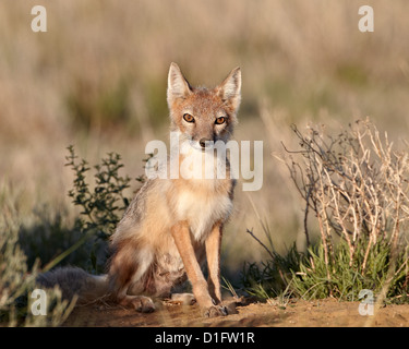 Le renard véloce (Vulpes velox) renarde à son repaire, Pawnee National Grassland, Colorado, États-Unis d'Amérique, Amérique du Nord Banque D'Images