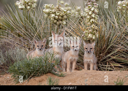 Le renard véloce (Vulpes velox) renarde et trois kits à leur tanière, Pawnee National Grassland, Colorado, États-Unis d'Amérique Banque D'Images