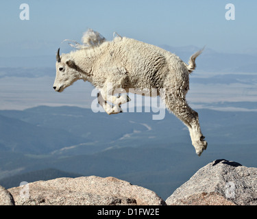 La chèvre de montagne (Oreamnos americanus) le saut d'un an, Mount Evans, Arapaho-Roosevelt National Forest, Colorado, USA Banque D'Images
