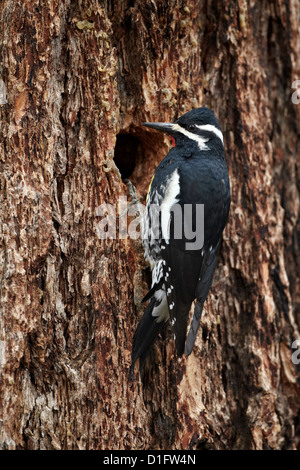 Homme de Williamson (Sphyrapicus thyroideus) à son nid, le Parc National de Yellowstone, Wyoming, USA Banque D'Images