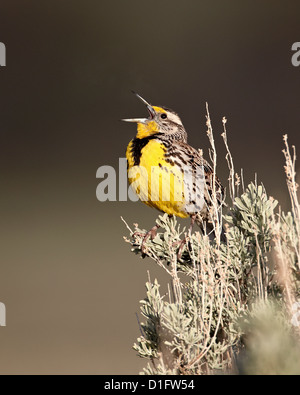 Sturnelle de l'Ouest (Sturnella neglecta) au chant, le Parc National de Yellowstone, Wyoming, États-Unis d'Amérique, Amérique du Nord Banque D'Images