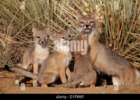 Le renard véloce (Vulpes velox) renarde et trois kits à leur tanière, Pawnee National Grassland, Colorado, États-Unis d'Amérique Banque D'Images