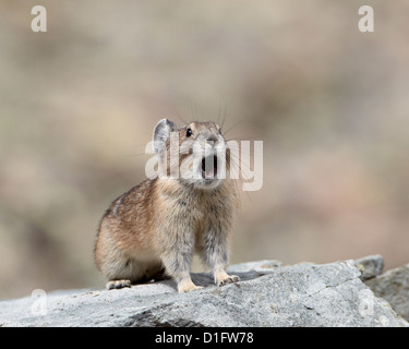 Pika américain (Ochotona princeps) appelant, San Juan National Forest, Colorado, États-Unis d'Amérique, Amérique du Nord Banque D'Images