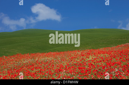 Collines vertes et rouges coquelicots près de Pienza, Toscane, Italie, Europe Banque D'Images