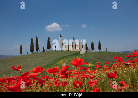 Maison de campagne et coquelicots, près de Pienza, Toscane, Italie, Europe Banque D'Images