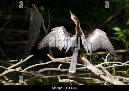 Anhinga (Anhinga anhinga), Everglades, UNESCO World Heritage Site, Floride, États-Unis d'Amérique, Amérique du Nord Banque D'Images