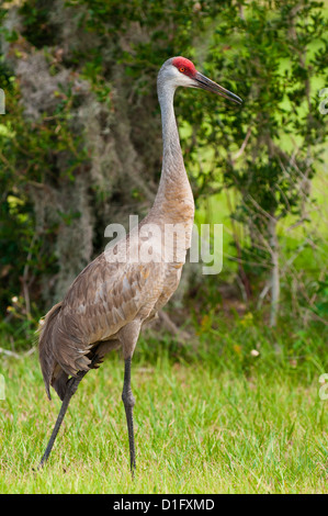 Grue du Canada (Grus canadensis), Everglades, Floride, États-Unis d'Amérique, Amérique du Nord Banque D'Images