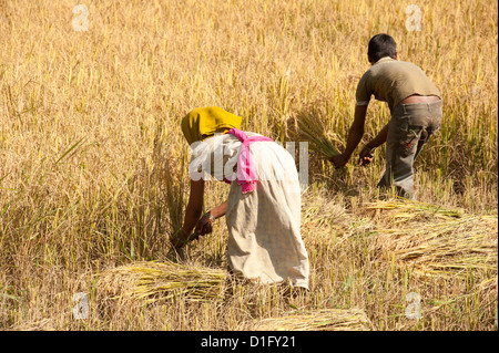 Jeune homme et femme récolte la récolte du riz à la main à l'aide de couteaux, près de Mirbel, Orissa, Inde, Asie Banque D'Images