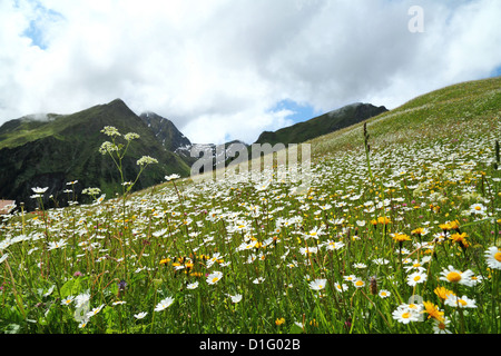 Buttercup pré dans les Alpes Suisses dans le canton de Saint-Gall, en Suisse Banque D'Images