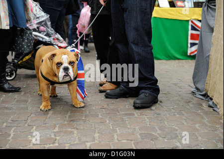 Stock photo du British Bulldog avec union jack flag Banque D'Images