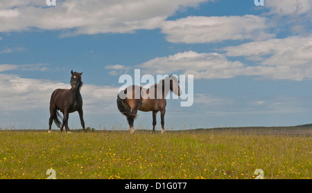 Deux chevaux debout dans un pâturage avec le vent bougeant des péniens et des queues, l'un regardant la caméra ; ciel bleu avec des nuages blancs en arrière-plan. Banque D'Images
