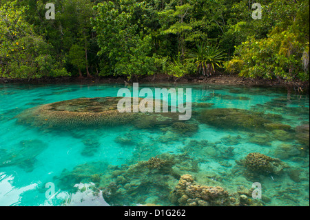 Les bénitiers dans les eaux claires du lagon de Marovo (Îles Salomon), Pacific Banque D'Images