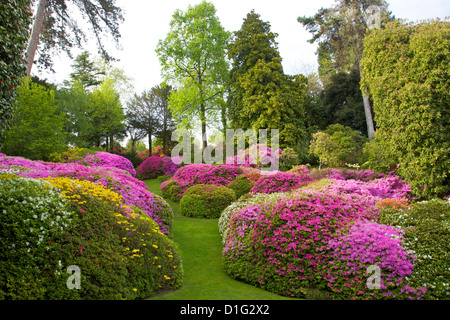 Les azalées en fleur au printemps, les jardins de la Villa Carlotta, Tremezzo, Lac de Côme, Lombardie, lacs italiens, Italie, Europe Banque D'Images