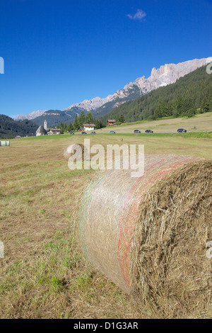 Champ de foin près de Canazei, Canazei, Trentino-Alto Adige, Italie, Europe Banque D'Images