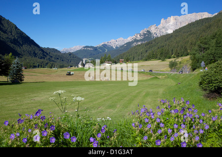 Champ de foin près de Canazei, Canazei, Trentino-Alto Adige, Italie, Europe Banque D'Images