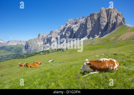 Les bovins, Sella Pass, provinces de Trente et Bolzano, Italie, Dolomites italiennes, de l'Europe Banque D'Images