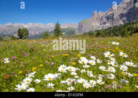 Les marguerites, Sella Pass, provinces de Trente et Bolzano, Italie, Dolomites italiennes, de l'Europe Banque D'Images