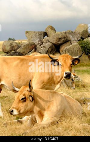 Bovins Aubrac, Aubrac, Lozère, France, Europe Banque D'Images