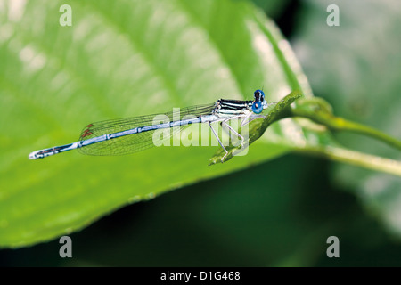 Libellule bleue avec des yeux énormes sur feuille verte, gros plan Banque D'Images