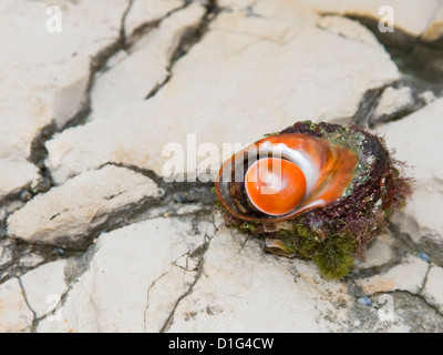 Rapan sur seashell beach rock Banque D'Images