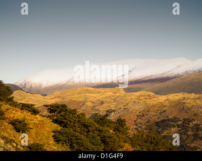 Bush's Juniper sur Lingmoor Langdale ci-dessus dans le Lake District, en regardant vers l'Helvellyn Gamme. Banque D'Images