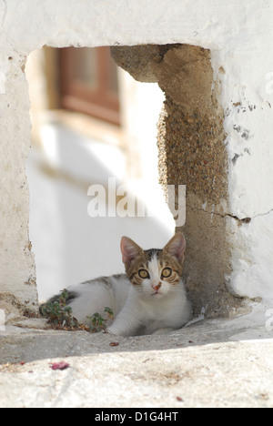 Tabby et blanc, caché dans un trou d'un mur, la Grèce, l'île du Dodécanèse, Non-pedigree Shorthair, felis silvestris catus, dom forma Banque D'Images