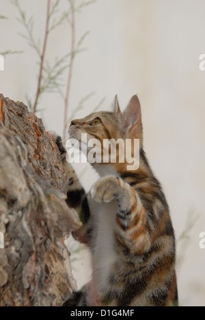 Black tortie tabby (Torbie) et blanc, est l'escalade dans un arbre, la Grèce, l'île du Dodécanèse, Non-pedigree Shorthair, felis silvestri Banque D'Images