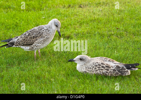 Deux jeunes mouettes sur l'herbe Banque D'Images