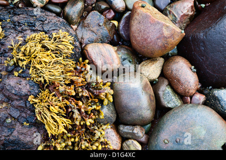 Les algues et les pierres sur la plage au Catterline, Aberdeenshire, Ecosse, Royaume-Uni, Europe Banque D'Images