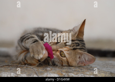 Tortie Tabby (Torbie) et blanc, est allongé sur un éperon étape, jouer avec un oranger de bougainvillées, Grèce, Îles du Dodécanèse, l'île Banque D'Images
