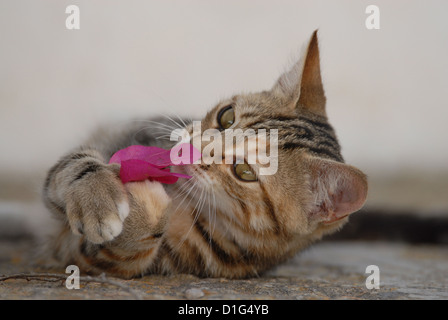 Tortie Tabby (Torbie) et blanc, est allongé sur un éperon étape, jouer avec un oranger de bougainvillées, Grèce, Îles du Dodécanèse, l'île Banque D'Images