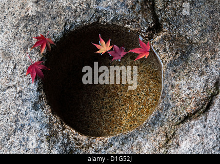 Un bassin de tsukubai ou de pierre pour le lavage rituel, avec des feuilles d'automne tombées, au temple bouddhiste zen de Komyo-in, Tofuku-ji, Kyoto, Japon Banque D'Images