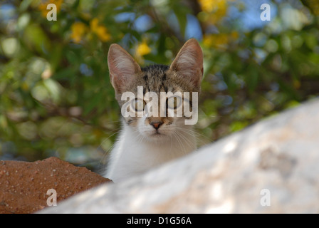 Tabby et blanc, dévisageant vers le bas d'un mur, portrait, la Grèce, l'île du Dodécanèse, Non-pedigree Shorthair, felis silvestris forma c Banque D'Images