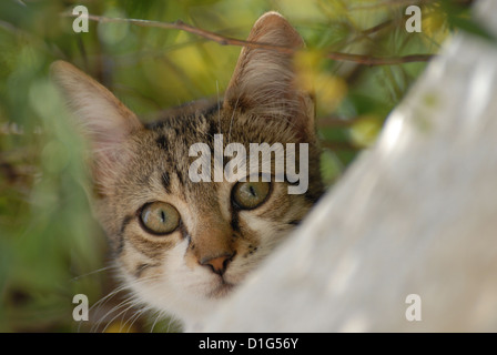 Tabby et blanc, dévisageant vers le bas d'un mur, portrait, la Grèce, l'île du Dodécanèse, Non-pedigree Shorthair, felis silvestris forma c Banque D'Images