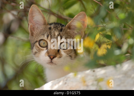 Tabby et blanc, dévisageant vers le bas d'un mur, portrait, la Grèce, l'île du Dodécanèse, Non-pedigree Shorthair, felis silvestris forma c Banque D'Images