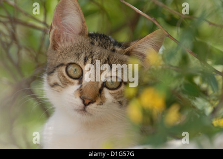 Tabby et blanc, dévisageant vers le bas d'un mur, portrait, la Grèce, l'île du Dodécanèse, Non-pedigree Shorthair, felis silvestris forma c Banque D'Images