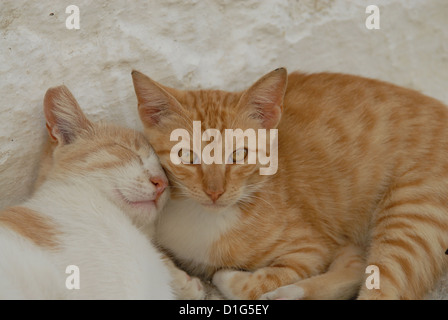 Deux chatons, Red-Tabby-blanc, se reposer côte à côte, se collent ensemble, la Grèce, l'île du Dodécanèse, Non-pedigree Shorthair, felis Banque D'Images