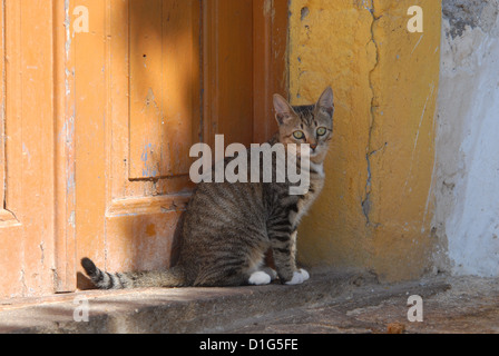 Chat assis sur un seuil en face d'une vieille porte, la Grèce, l'île du Dodécanèse, Non-pedigree Shorthair, felis silvestris forma Banque D'Images