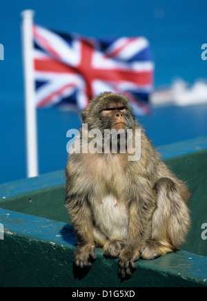 Barbary ape rock au sommet du rocher, Gibraltar, territoire britannique d'outre-mer, de l'Europe Banque D'Images