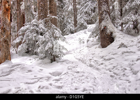 Sentier de raquette marqués mène à travers les arbres couverts de neige. Banque D'Images