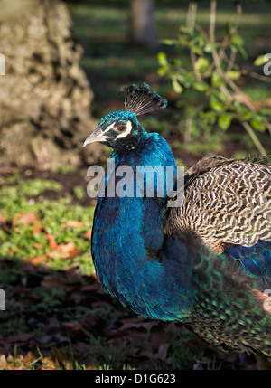 Un paon (Pavo cristatus) avec un plumage bleu-vert irisé à Kew Gradens, Surrey Banque D'Images