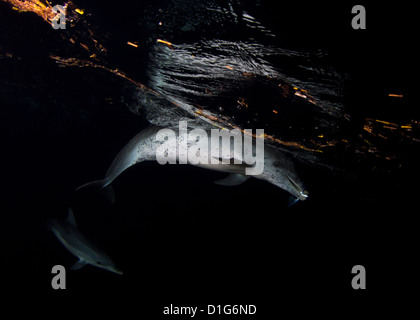 La capture de dauphins tachetés de l'Atlantique un poisson volant tandis que la chasse nocturne Banque D'Images