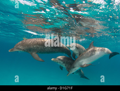 Les dauphins jouant de Pod Banque D'Images