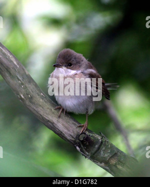 La Fauvette grisette Sylvia communis (commune) posant sur une branche Banque D'Images