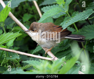 La Fauvette grisette Sylvia communis (commune) posant sur une branche Banque D'Images