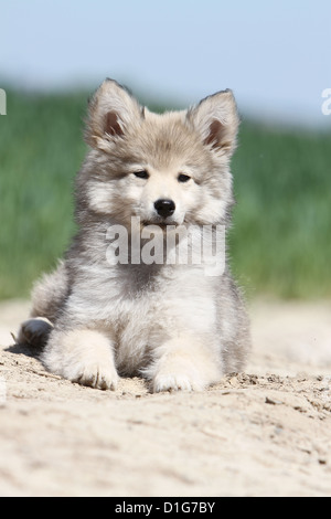 Suomenlapinkoira Lapinkoïra Finnish Lapphund chien chien finnois de Laponie wolf-sable Chiots chiot couché portrait wolf Banque D'Images