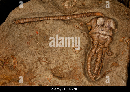 Crinoïde fossile, Jimbacrinus bostocki crinoide fossile, échinodermes, début du permien, formation Cundlego, Gascoyne Junction, A. W. Banque D'Images