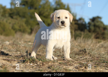 Chien Labrador retriever chiot chiots stand jaune permanent Banque D'Images