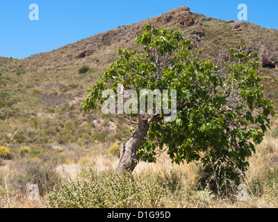 La politique commune de fig, Ficus carica, arbre qui pousse dans les zones arides à sec de campagne Murcia Espagne Banque D'Images